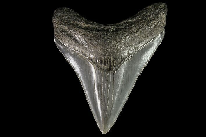 Serrated, Juvenile Megalodon Tooth - Georgia #75262